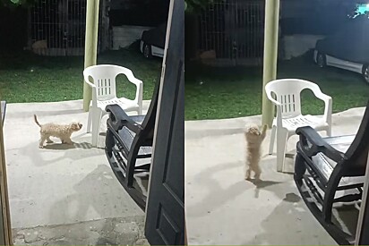 Homem não acredita ao ver o que filhote faz ao se aproximar da cadeira do pai falecido, que amava animais.