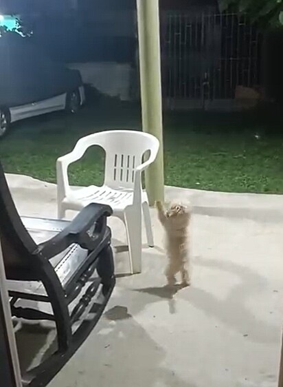 O cachorro Bengie brincando ao redor da cadeira onde o pai de Jorge costumava se sentar.
