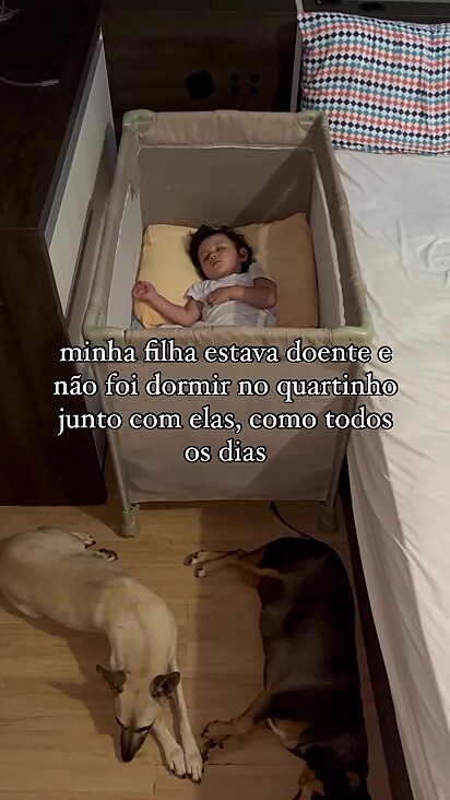 A mãe sabe que sempre poderá contar com a companhia das cachorrinhas.