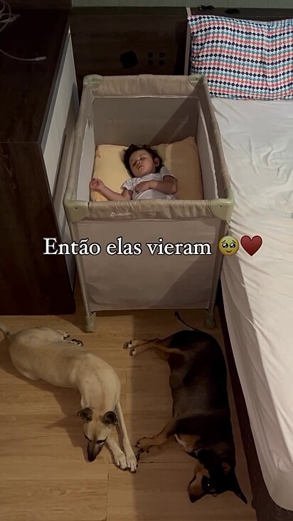 A pequena sempre tem a companhia das cachorrinhas.