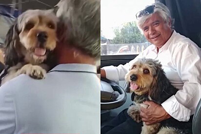 Motorista de ônibus é demitido por levar seu cachorro para o trabalho e população se comove com sua história.