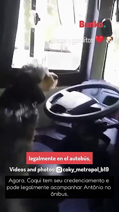O cãozinho fazia companhia ao seu tutor.