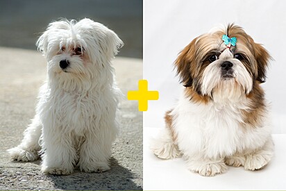 Cachorra mistura de maltês com Shih-tzu tem aparência de mico e caso diverte as redes sociais.