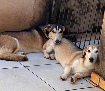 Dois dos filhotes. Cachorro mistura de husky com dachshund.
