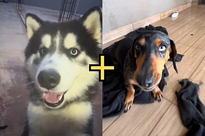 Cão husky cruza por acidente com salsichinha e filhote nasce com características marcantes