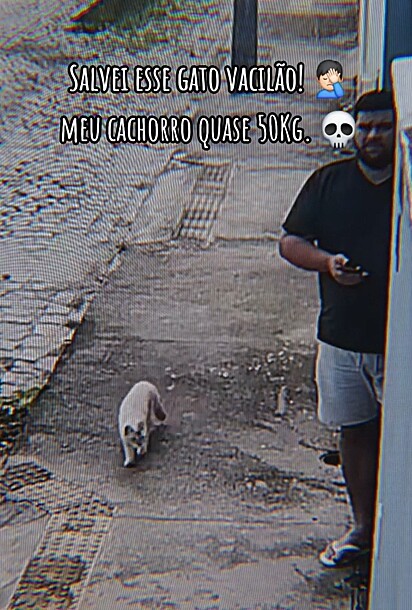 O gato, parado em frente ao portão, olhando para dentro do pátio de Tom.