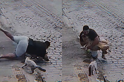 Homem age rápido ao perceber cão gigante de 50 kg partindo pra cima de gato.