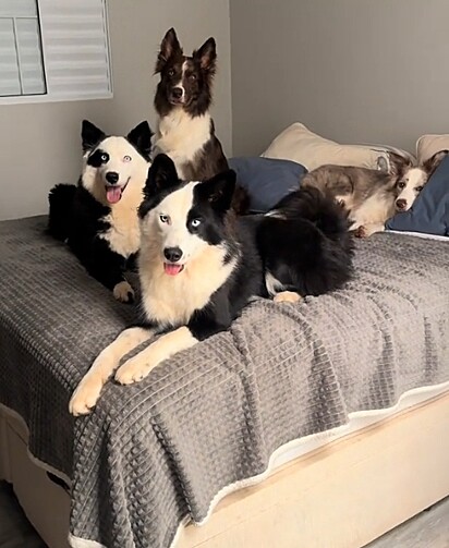 Os cães da Angel Brischiliari.