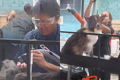 Tutora leva 4 border collies que ficaram um ano sem banho a petshop e funcionárias passam sufoco.