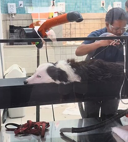 Após uma nao sem banho, Angel Brischiliari levou seus cãe no pet shop.