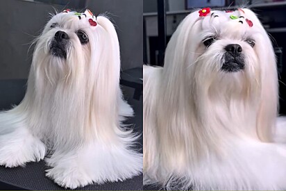 Conheça Cherry, cachorra maltês que ficou famosa por ser a cliente mais exigente de petshop.