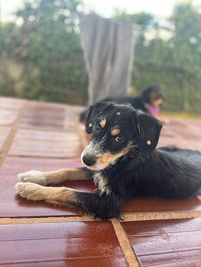 A cachorrinha precisava de cuidados intensos após o abandono.