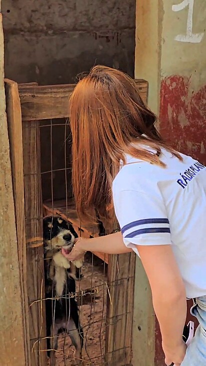 A cachorrinha estava no abrigo há um mês.