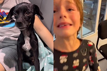 8 meses depois de achar cachorrinha perdida, antigos donos aparecem e família tem que tomar difícil decisão.