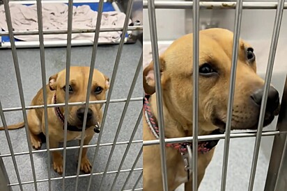 A cachorrinha sorria na esperança de ser adotada.