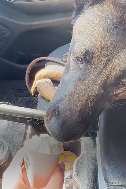 O casal dirigiu até San Diego para buscar a cachorrinha.