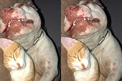 Leandro dormindo com o gato do vizinho.