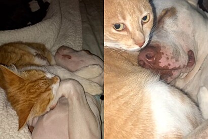 O pitbull Leandro e a gata laranja Laguna cresceram juntos.