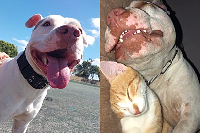 Gato laranja aparece do nada e é encontrado dormindo de conchinha com cachorro pitbull.