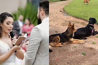 Noiva pede mais gatos e cães em votos de casamento e universo conspira a seu favor.