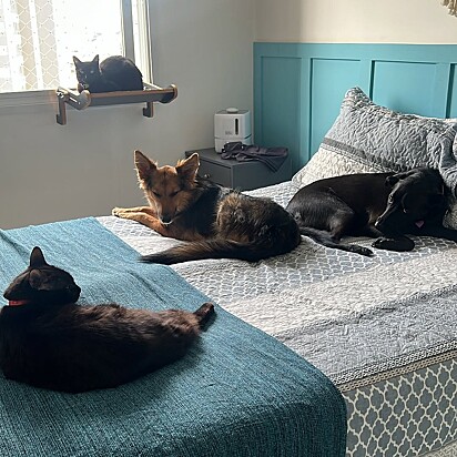 Os pets do casal Rafa e Pedro.