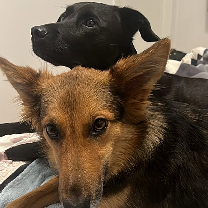 Capitu e Dora se deram muito bem.