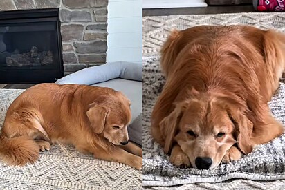 Golden retriever estava quieto demais, veterinário tenta explicar mas tutor descobre o motivo.