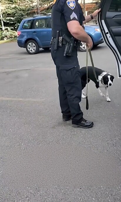 Oh meu Deus, Bogey, o que você fez?”, exclama, incrédula, ao ver seu cachorro descendo escoltado da viatura.