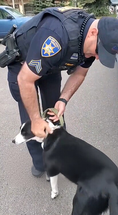 O seu cão fugiu e foi encontrado pela polícia.