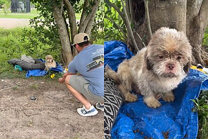 Cachorro de olhar triste é encontrado ao lado de sua caminha e tigela em parque — e sua vida muda para sempre.