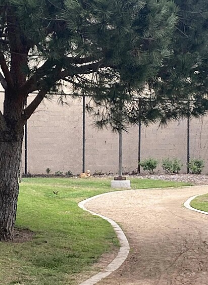 A cachorrinha foi abandona em um parque.