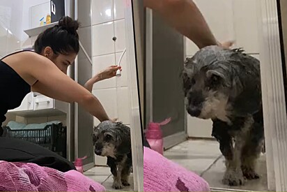 Tutora dá o último banho em seu cachorrinho — e a despedida emociona milhares de internautas.