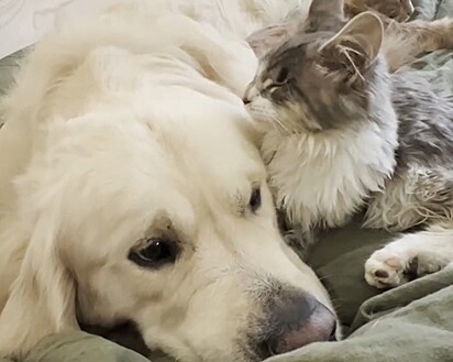 Além de uma família, ela ganhou vários irmãos felinos.