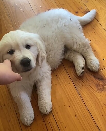 Daredevil é um golden retriever que nasceu cego.