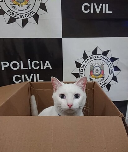 A presença da gata torna o ambiente mais leve.