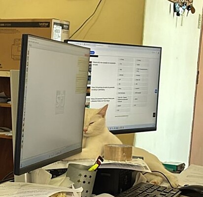 Delegata Thai dormindo no trabalho.