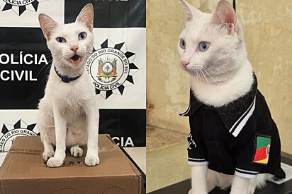 Gata resgatada das enchentes no RS vira delegata e beleza da pet chama atenção online.