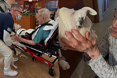 Cole é um cão de terapia que visita hospitais e escolas. 