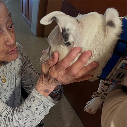 O cão adora visitar e confortar idosos e veteranos.