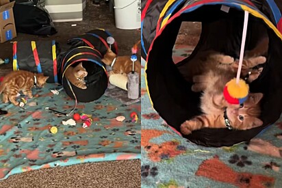 Victoria criou um espaço confortável e seguro para a gata criar os bebês.