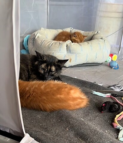 Victoria vai ficar com todos os gatos.