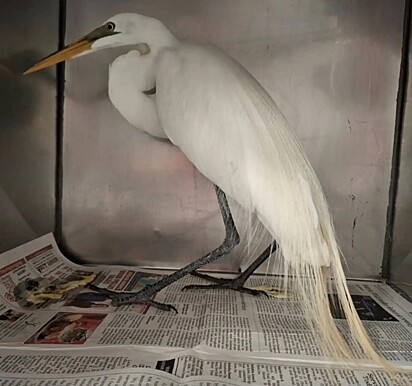 A garça enroscou a asa em uma linha de pesca enquanto voava sobre as árvores.