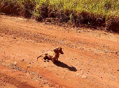 O dia começou com um passeio e terminou com uma adoção.