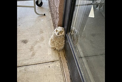 Clientes encontram bebê caído na porta de empresa - em seguida, eles olham para cima.
