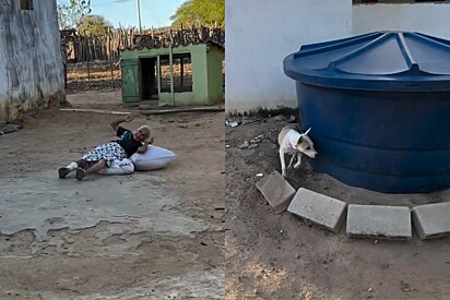 Cachorra vira-lata reage imediatamente ao escutar sua vovózinha chorando e cena emociona.