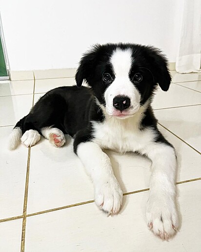 Buma com quatro meses de idade.