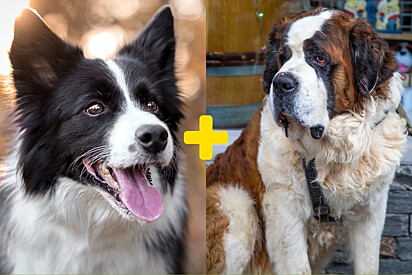 Filhote de cão São Bernado e Border collie cresce e se torna a gigante de duas cores mais fofa.