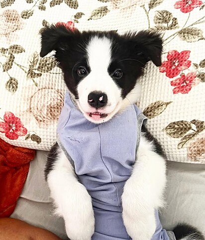 Buma é uma cachorrinha linda e cheia de energia.