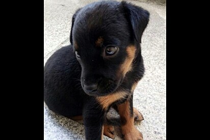 Moça adota filhotinha, achando que seria rottweiler imponente, mas realidade não poderia ser mais diferente.
