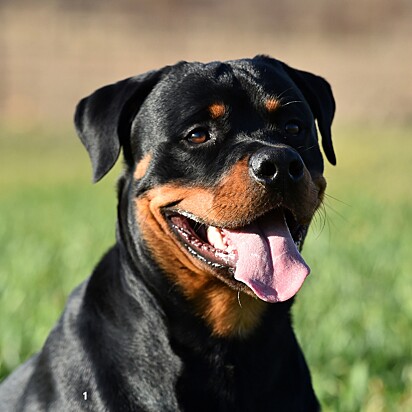 Feer jurava estar adotando um rotteweiler.